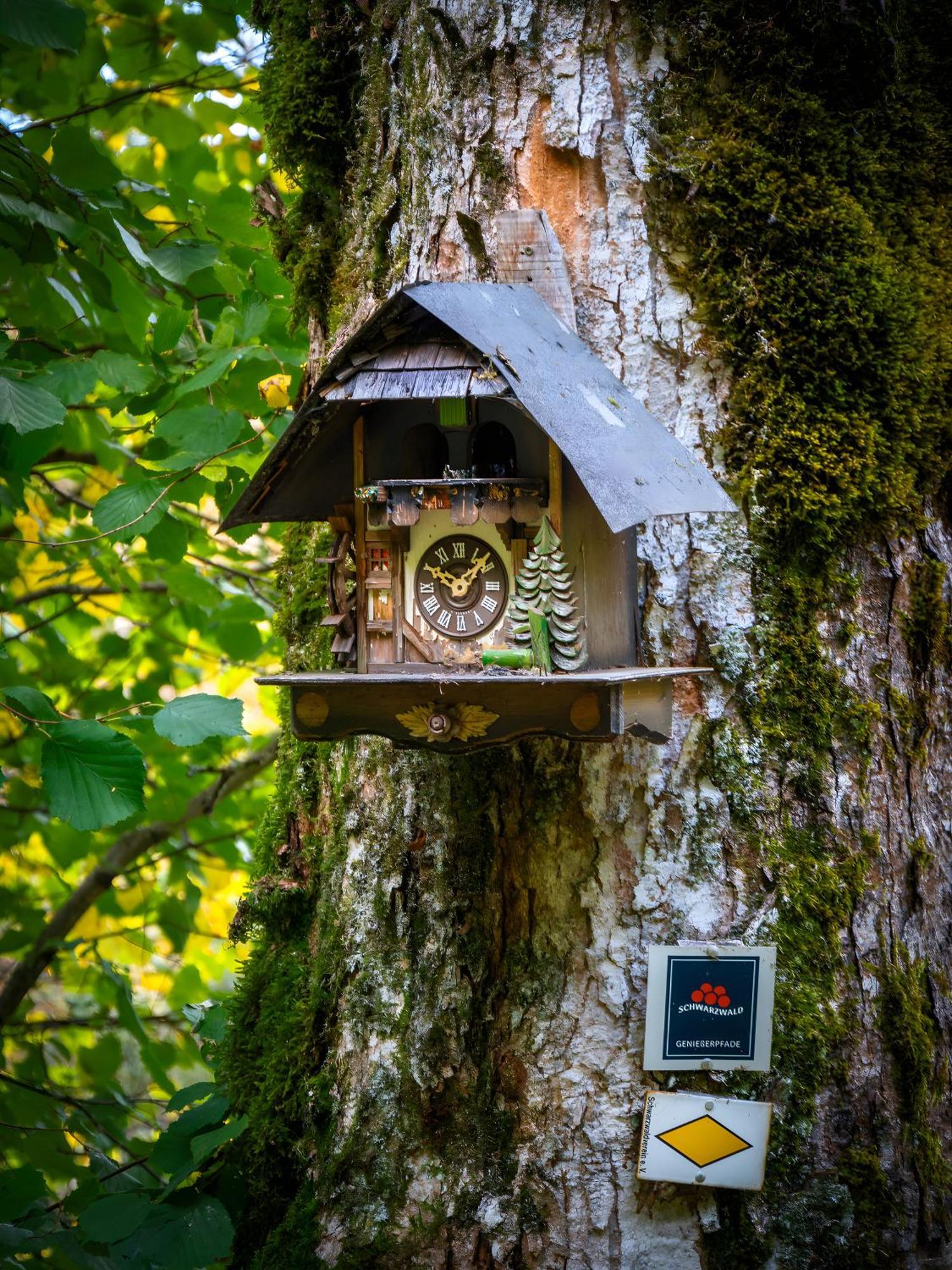 Landhaus Panoramablick Schonach im Schwarzwald Εξωτερικό φωτογραφία